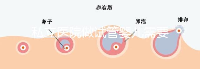 私立醫(yī)院做試管嬰兒需要多少錢費用