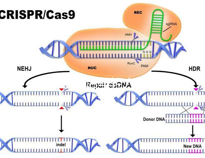 加班讓90后年輕人沒時間結婚生娃？網友：貧窮是避孕良方