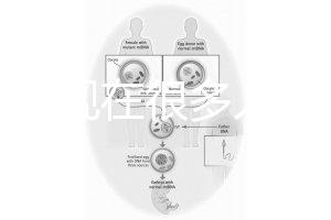 為什么現(xiàn)在很多人選擇用第三代試管嬰兒技術(shù)做試管嬰兒?
