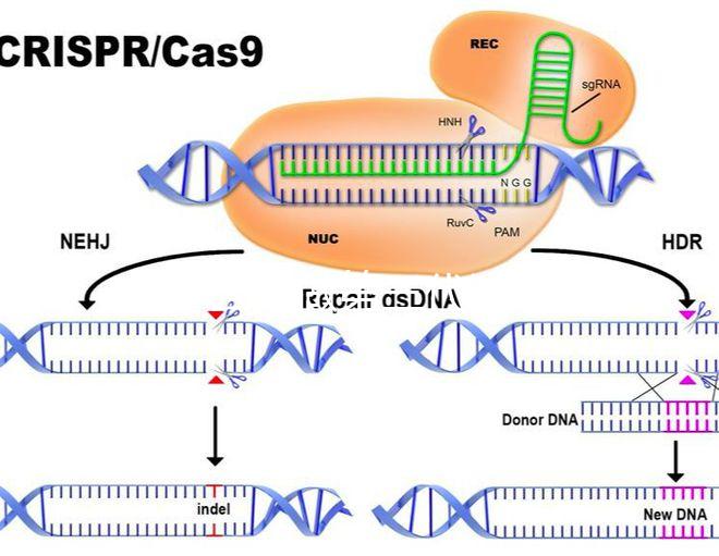 為什么要做第三代試管嬰兒？