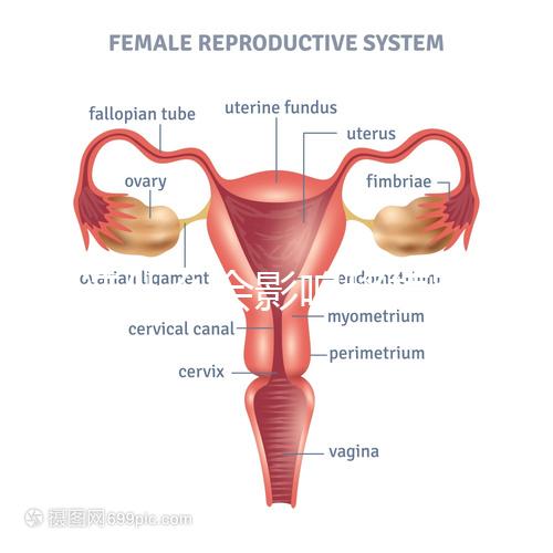 不造什么會(huì)影響移植窗口期的結(jié)果戳,時(shí)間不對(duì)著床懸乎