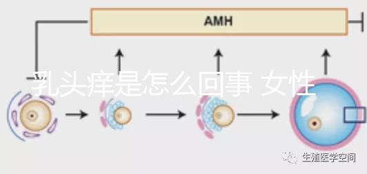 乳頭癢是怎么回事 女性（乳頭癢是怎么回事）