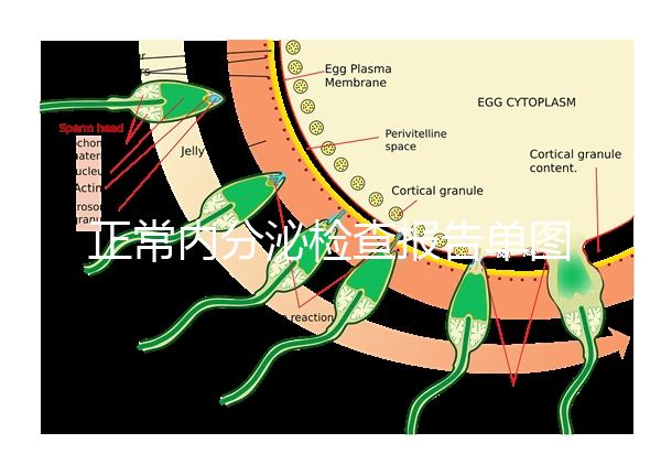 正常內分泌檢查報告單圖片大全，一分鐘弄懂檢測結果怎么看