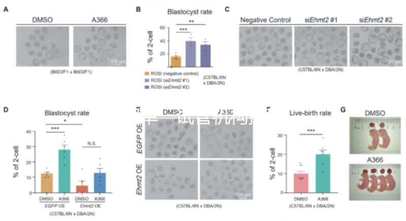 泰國單一試管機構推薦，標準、流程和費用清單，實現你的生育夢想