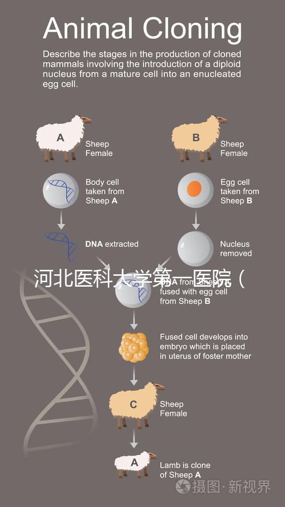 河北醫科大學第一醫院（河北醫科大學第一醫院擅長什么）