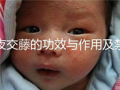 夜交藤的功效與作用及禁忌(合歡花夜交藤的功效與作用及禁忌)