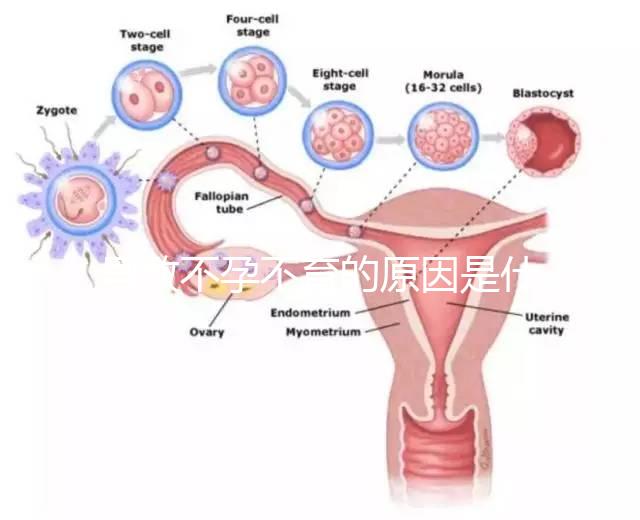 導(dǎo)致不孕不育的原因是什么？