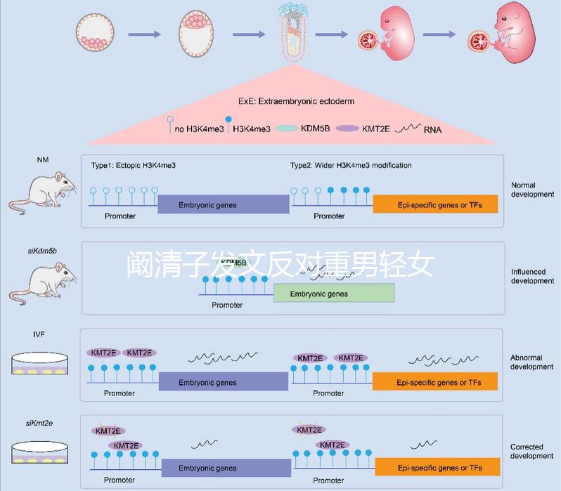 闞清子發文反對重男輕女,網友:都2024了還有這種思想