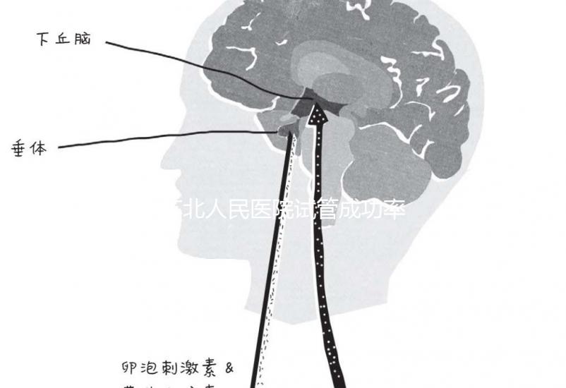 蘇北人民醫(yī)院試管成功率首次公開！3大案例分享助孕體驗(yàn)