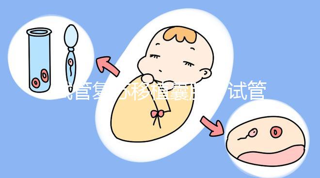 試管復(fù)蘇移植囊胚（試管復(fù)蘇移植囊胚成功率）