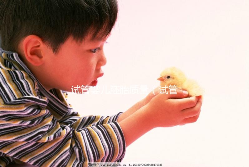 試管嬰兒胚胎質量（試管嬰兒胚胎質量等級）