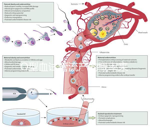O型血試管流產的概率來了，不知道該怎么辦