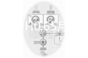 33歲AMH0.65月經(jīng)正常能做試管嬰兒嗎？